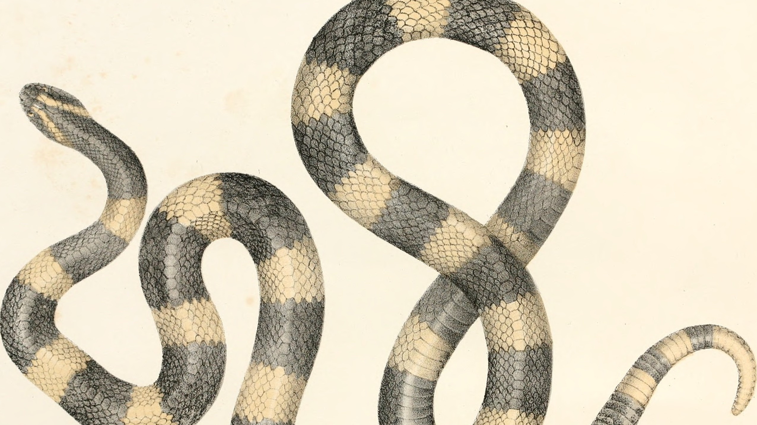 Arpidoclonion anmilare